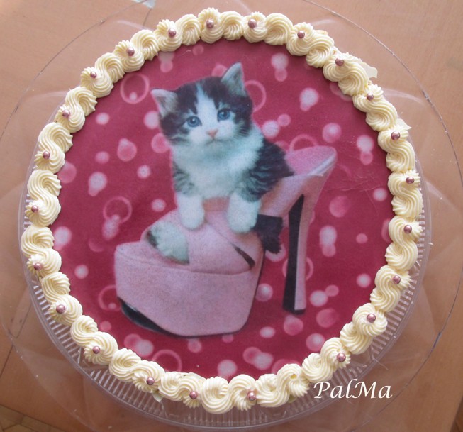 koťátko 